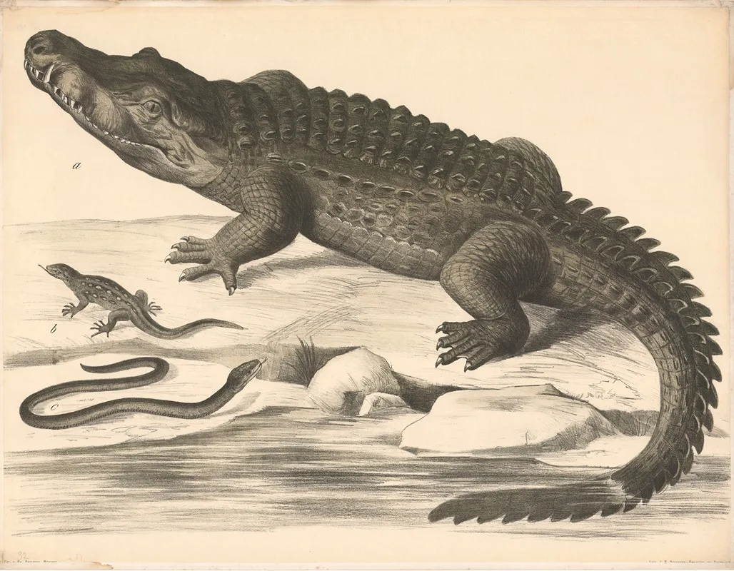 A Kokodil Crocodilus Vulgaris B Eidechse Lacerta Agilis C Blindschleiche Anguis Fragilis Wall Art by Franz Engleder - High-Resolution Digital Print