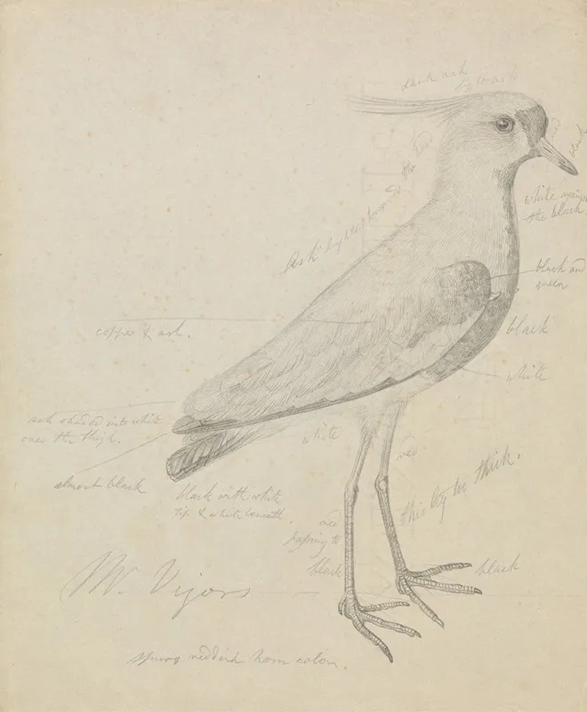 A Lapwing