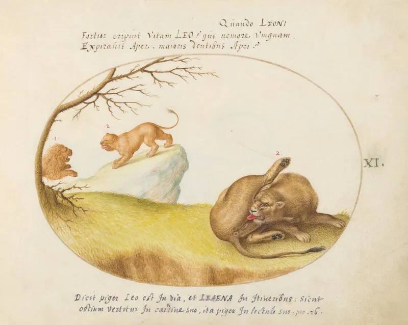 A Lioness With Two Lions In The Background