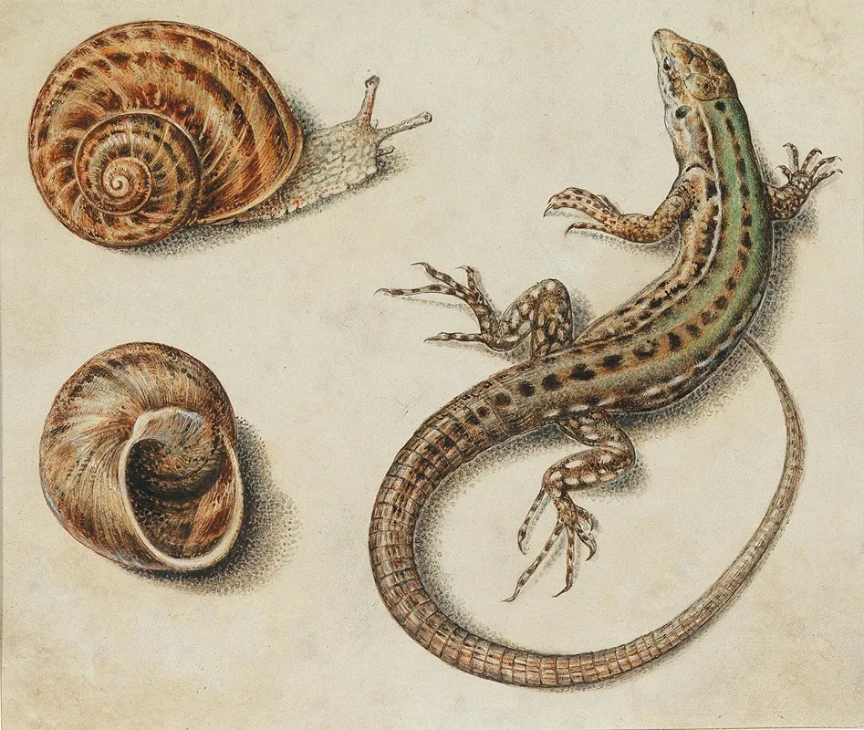 A Lizard With A Snail And A Snail Shell Wall Art by Giovanna Garzoni - High-Resolution Digital Print