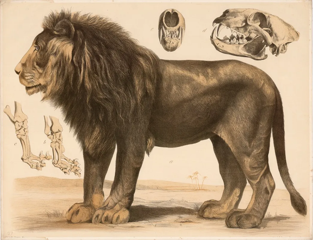 A Lowe Felis Leo B Vorderfuss C Hinterfuss D E Schadel Wall Art by Franz Engleder - High-Resolution Digital Print