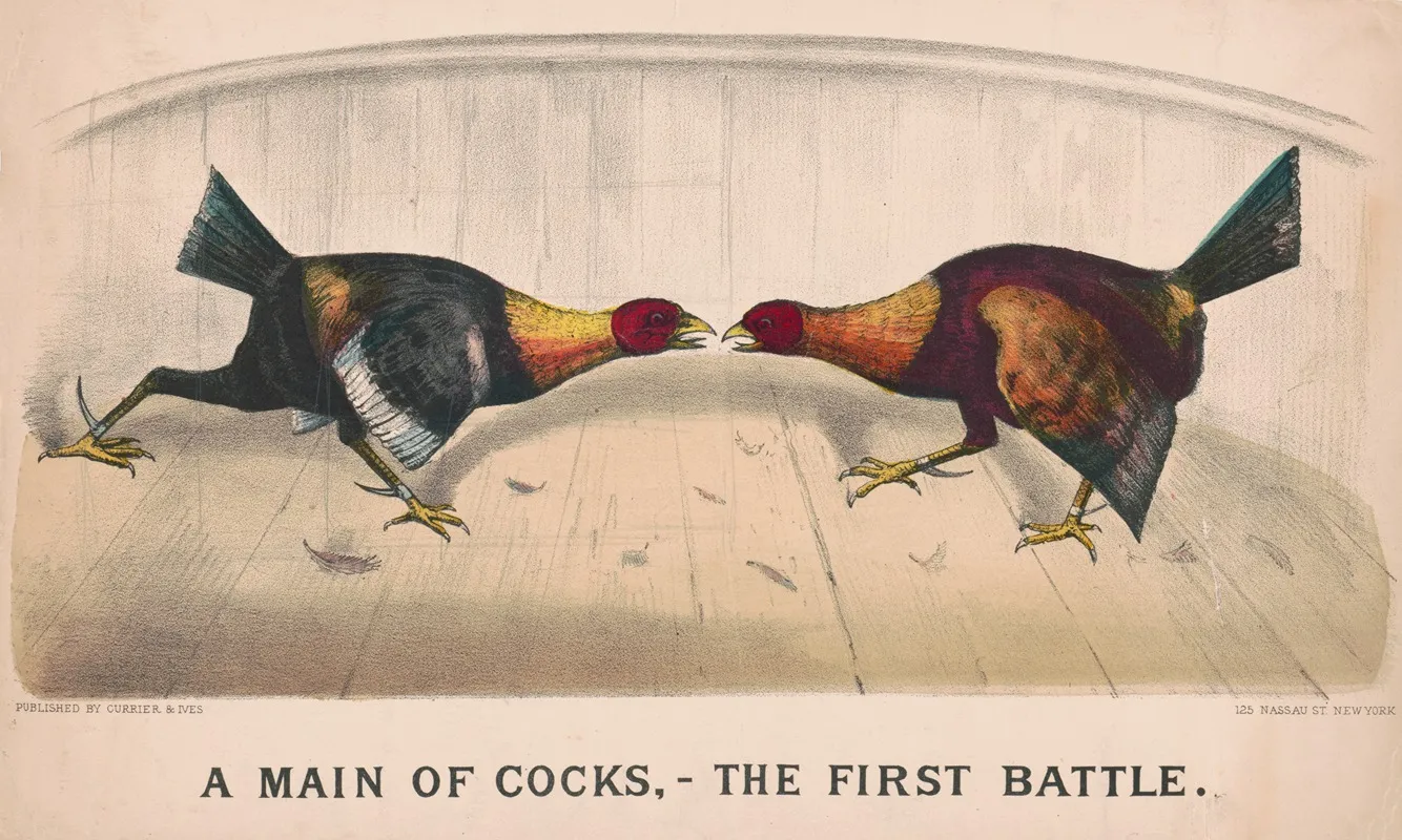 A Main Of Cocks The First Battle