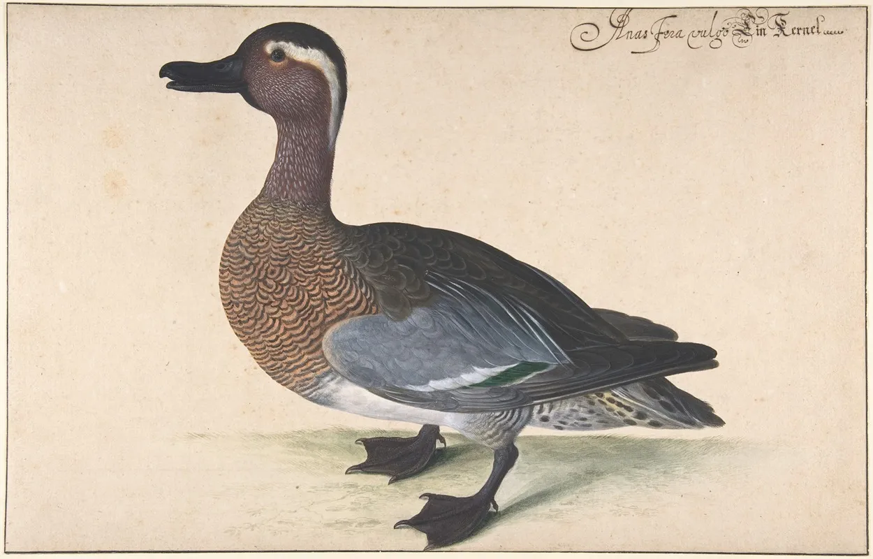 A Male Teal Wall Art by Johann Jakob Walther - High-Resolution Digital Print