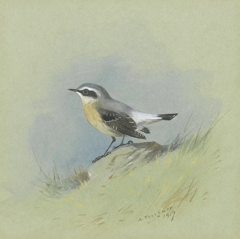 A Male Wheatear Wall Art by Archibald Thorburn - High-Resolution Digital Print