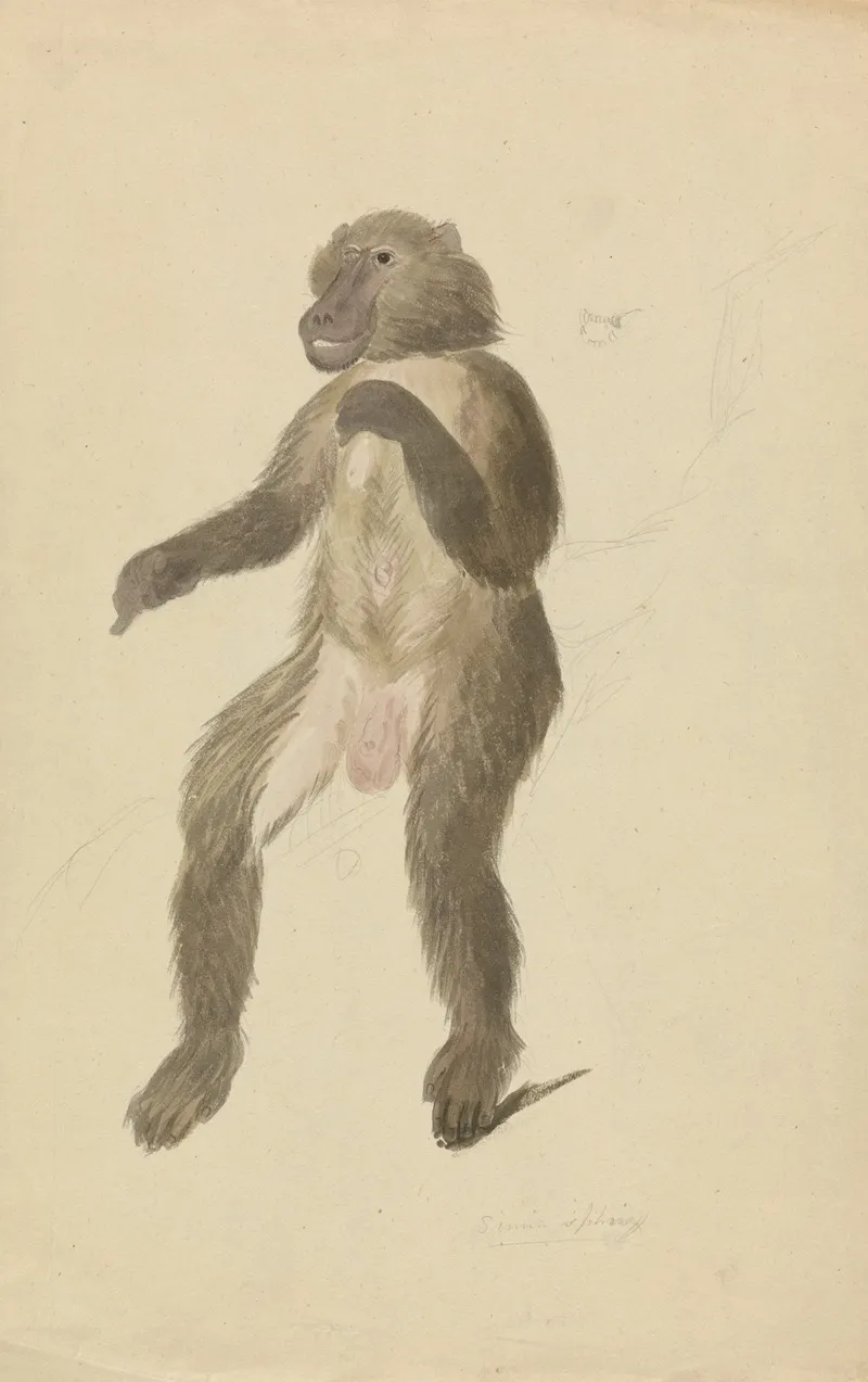 A Mandrill