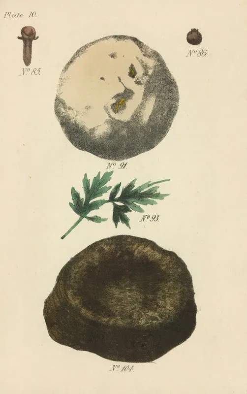 A Manual Of Vegetable Materia Medica Pl 01 Wall Art by George Sampson Valentine Wills - High-Resolution Digital Print