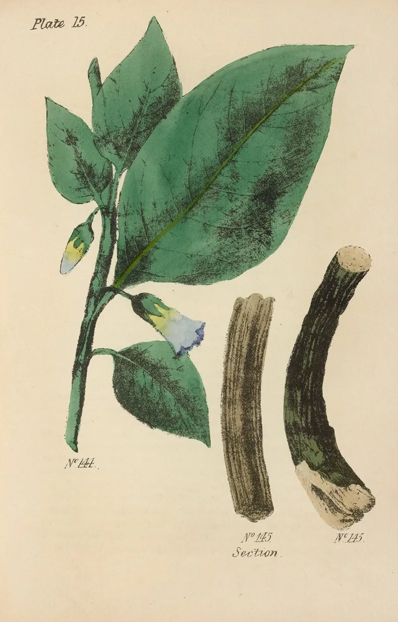 A Manual Of Vegetable Materia Medica Pl 04 Wall Art by George Sampson Valentine Wills - High-Resolution Digital Print