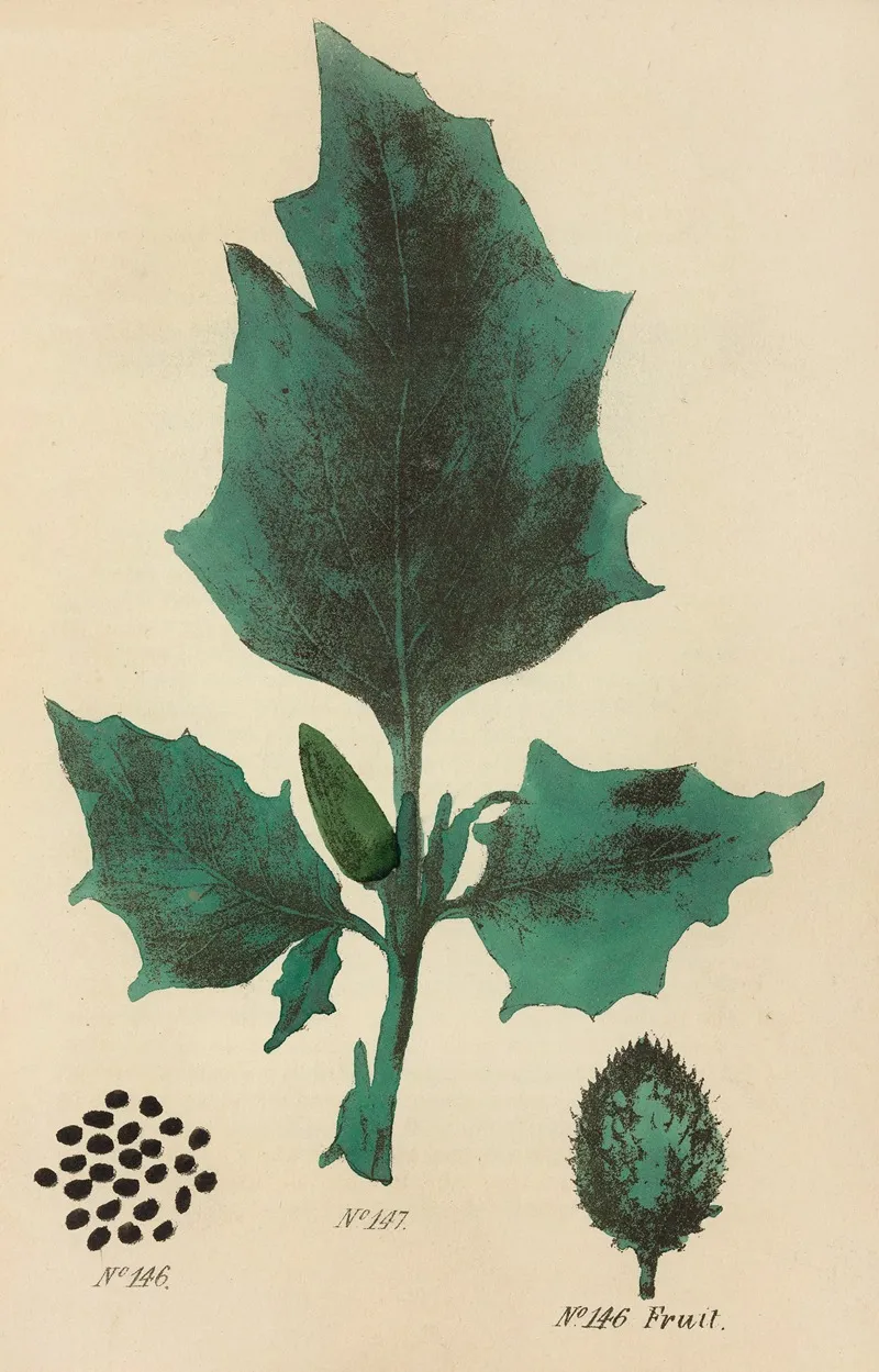 A Manual Of Vegetable Materia Medica Pl 05 Wall Art by George Sampson Valentine Wills - High-Resolution Digital Print