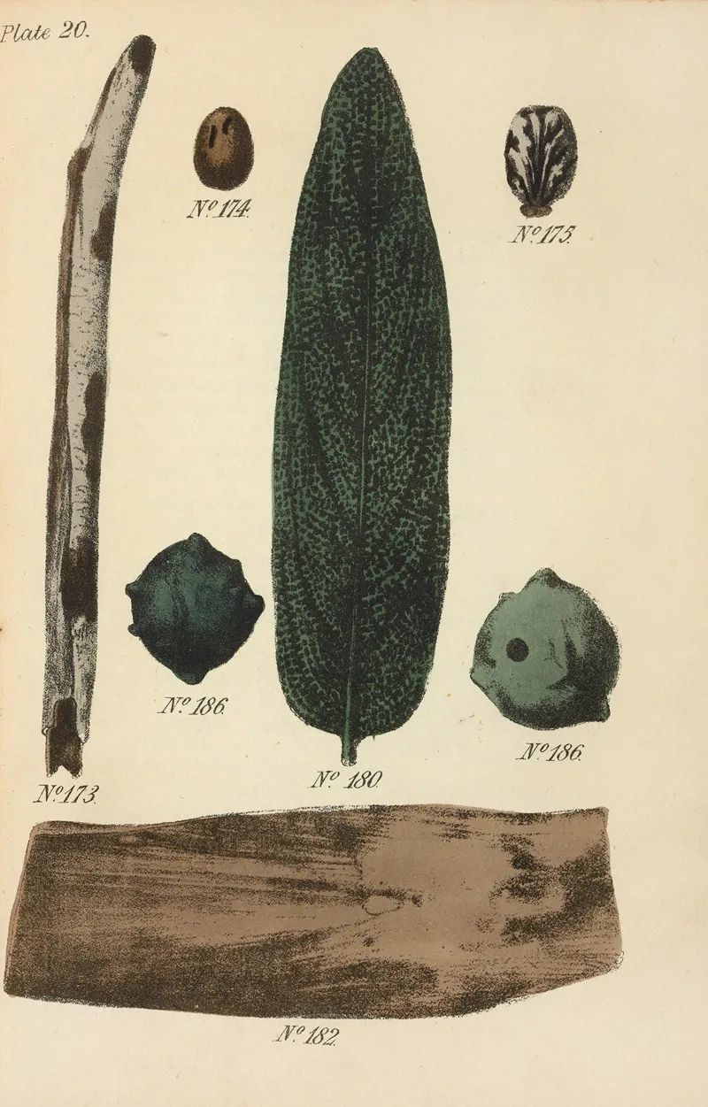 A Manual Of Vegetable Materia Medica Pl 09 Wall Art by George Sampson Valentine Wills - High-Resolution Digital Print