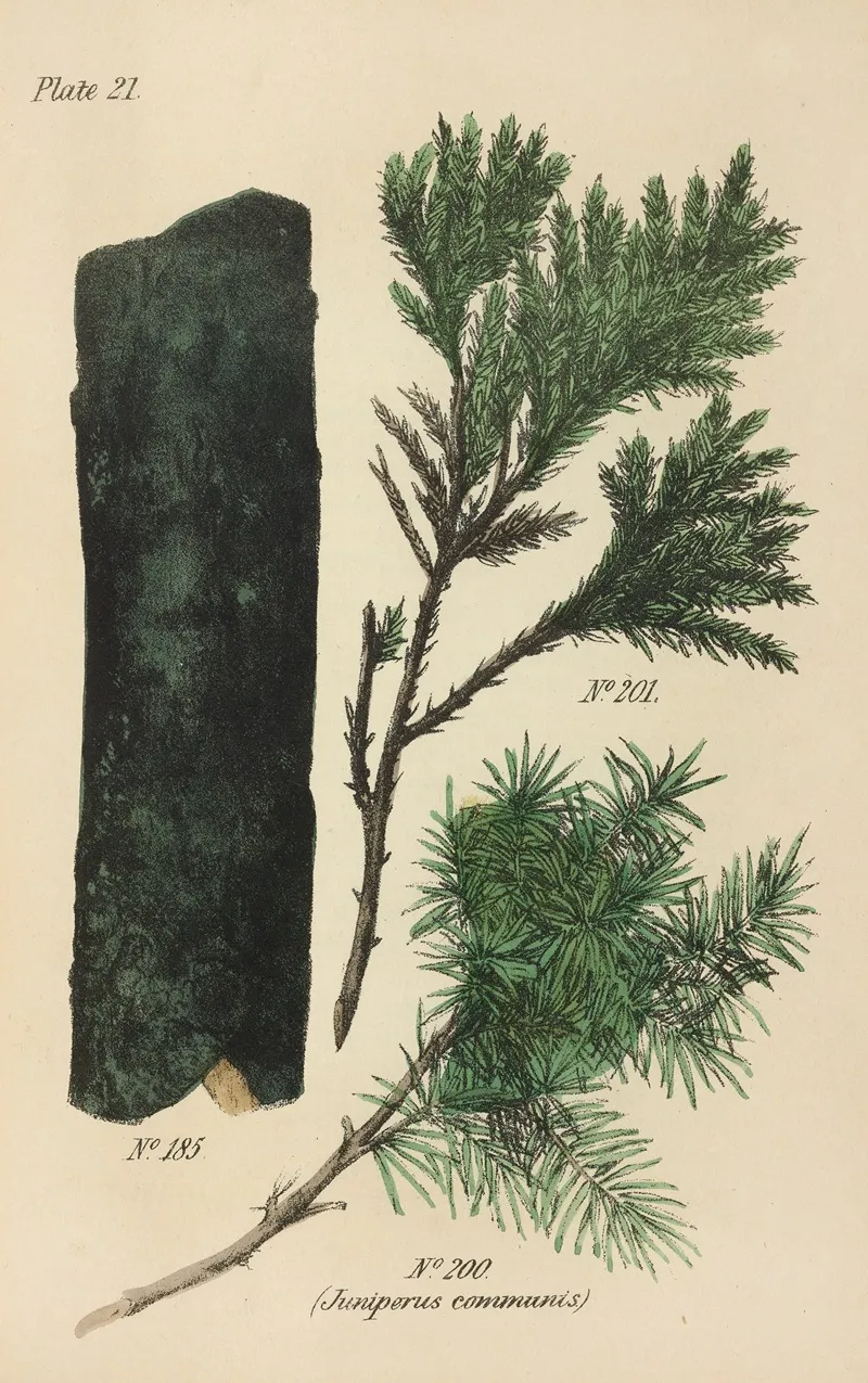 A Manual Of Vegetable Materia Medica Pl 10 Wall Art by George Sampson Valentine Wills - High-Resolution Digital Print