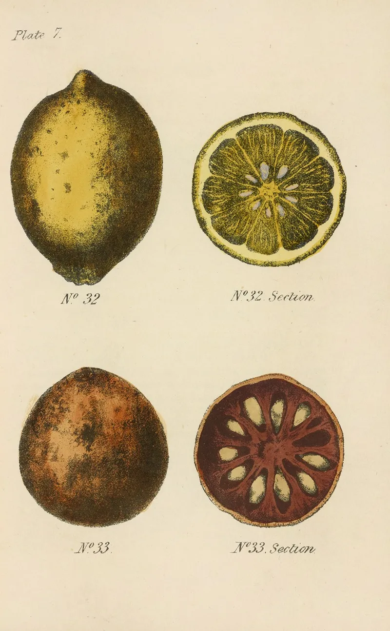 A Manual Of Vegetable Materia Medica Pl 21 Wall Art by George Sampson Valentine Wills - High-Resolution Digital Print