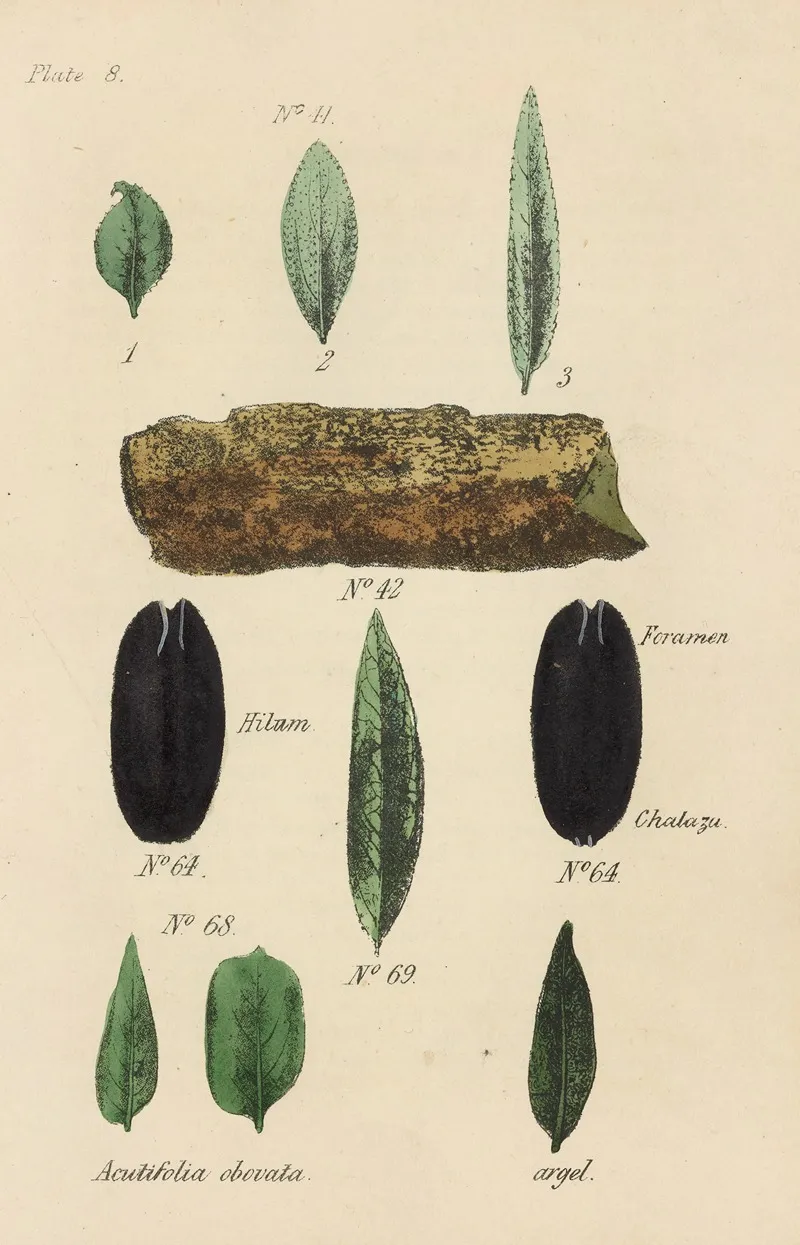 A Manual Of Vegetable Materia Medica Pl 22 Wall Art by George Sampson Valentine Wills - High-Resolution Digital Print