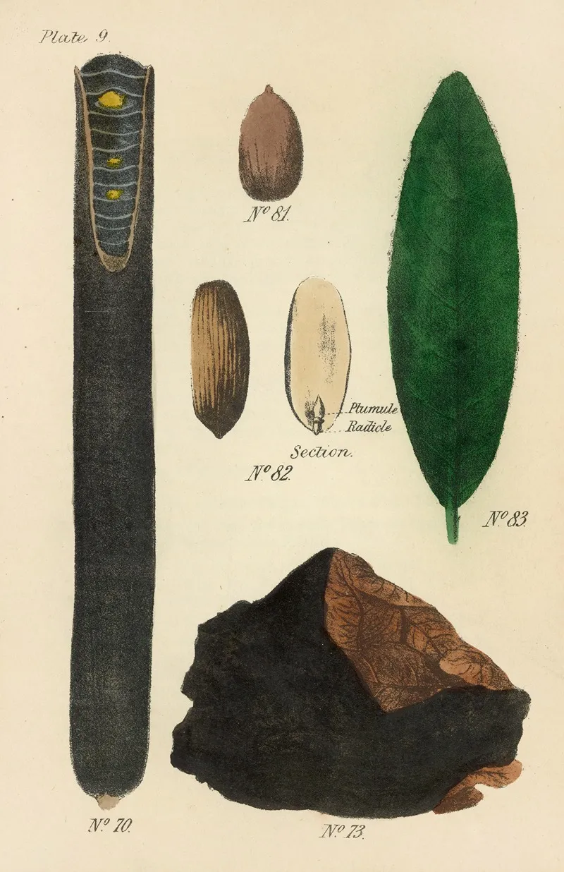A Manual Of Vegetable Materia Medica Pl 23 Wall Art by George Sampson Valentine Wills - High-Resolution Digital Print