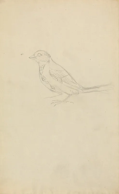 A Marsh Tit