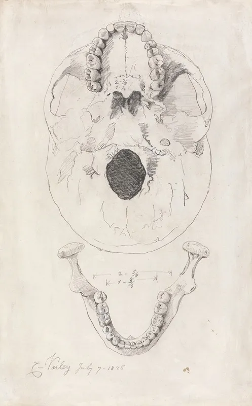 A Measured Drawing Of A Skull