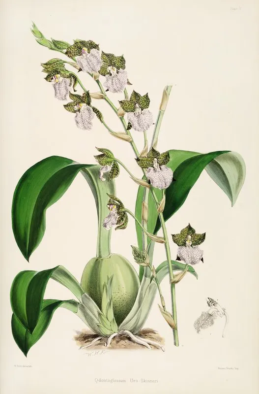 A Monograph Of Odontoglossum Pl 01 Wall Art by James Bateman - High-Resolution Digital Print