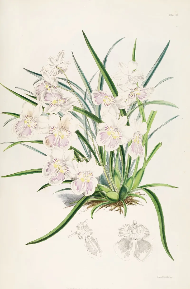 A Monograph Of Odontoglossum Pl 02 Wall Art by James Bateman - High-Resolution Digital Print