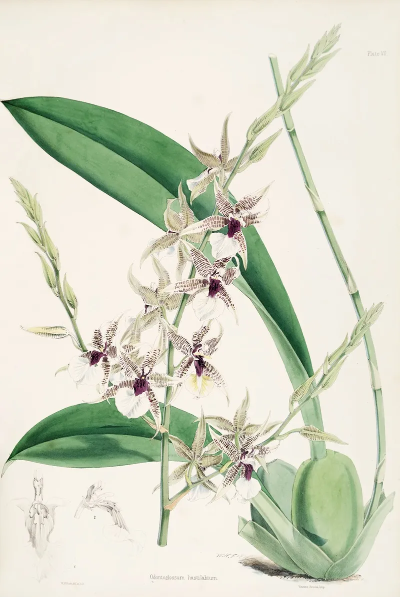 A Monograph Of Odontoglossum Pl 06 Wall Art by James Bateman - High-Resolution Digital Print