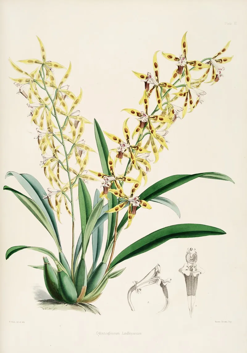 A Monograph Of Odontoglossum Pl 10 Wall Art by James Bateman - High-Resolution Digital Print