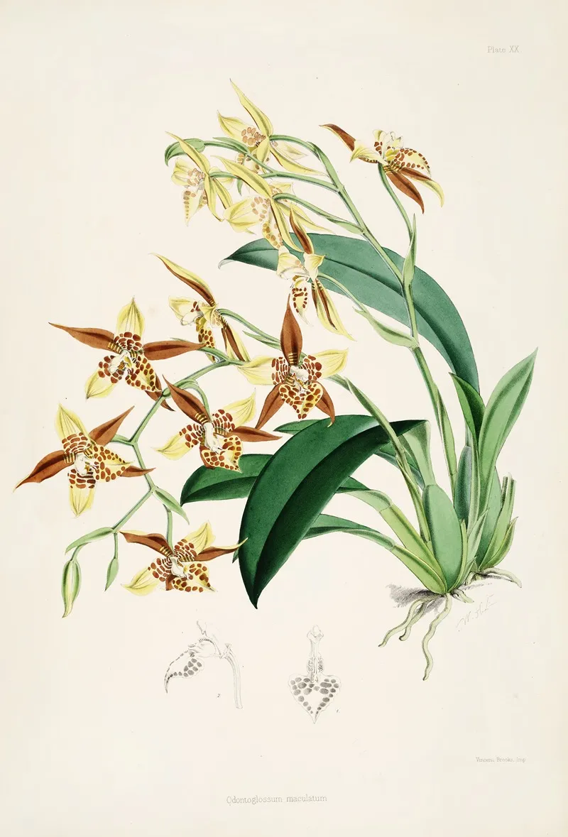 A Monograph Of Odontoglossum Pl 19 Wall Art by James Bateman - High-Resolution Digital Print