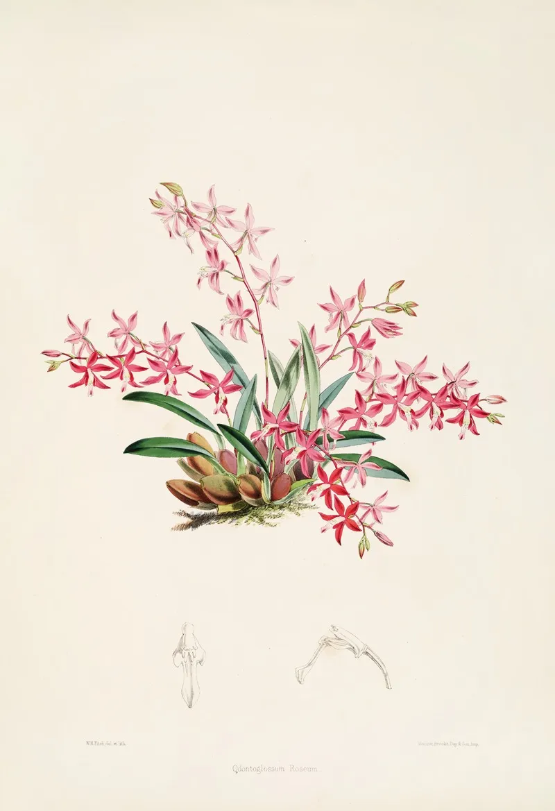A Monograph Of Odontoglossum Pl 21 Wall Art by James Bateman - High-Resolution Digital Print