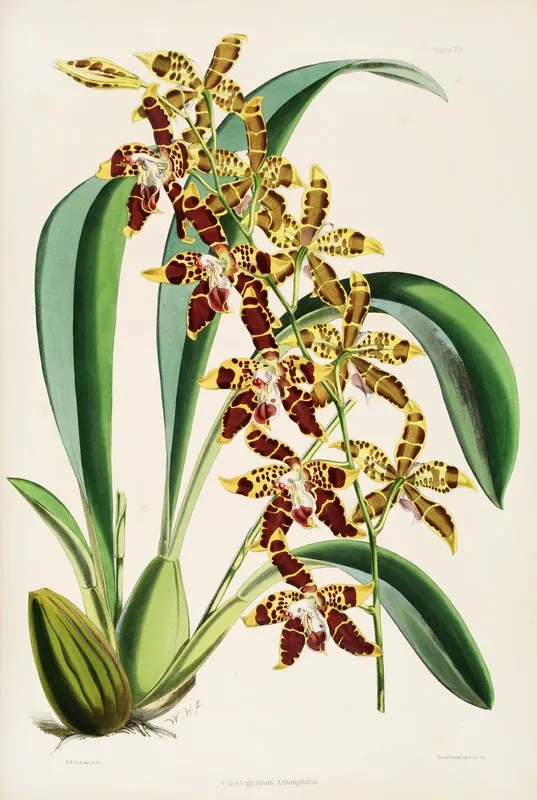 A Monograph Of Odontoglossum Pl 22 Wall Art by James Bateman - High-Resolution Digital Print
