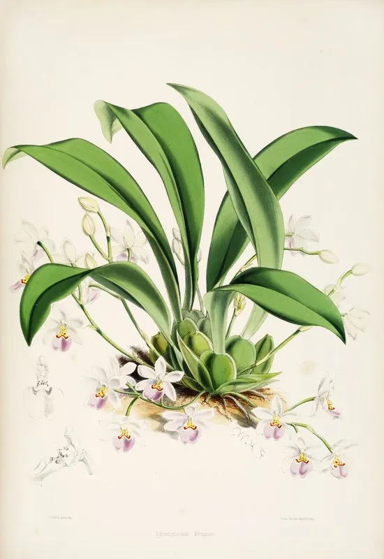 A Monograph Of Odontoglossum Pl 23 Wall Art by James Bateman - High-Resolution Digital Print