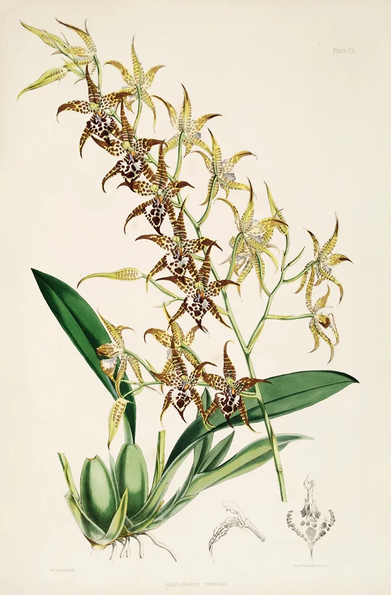 A Monograph Of Odontoglossum Pl 24 Wall Art by James Bateman - High-Resolution Digital Print