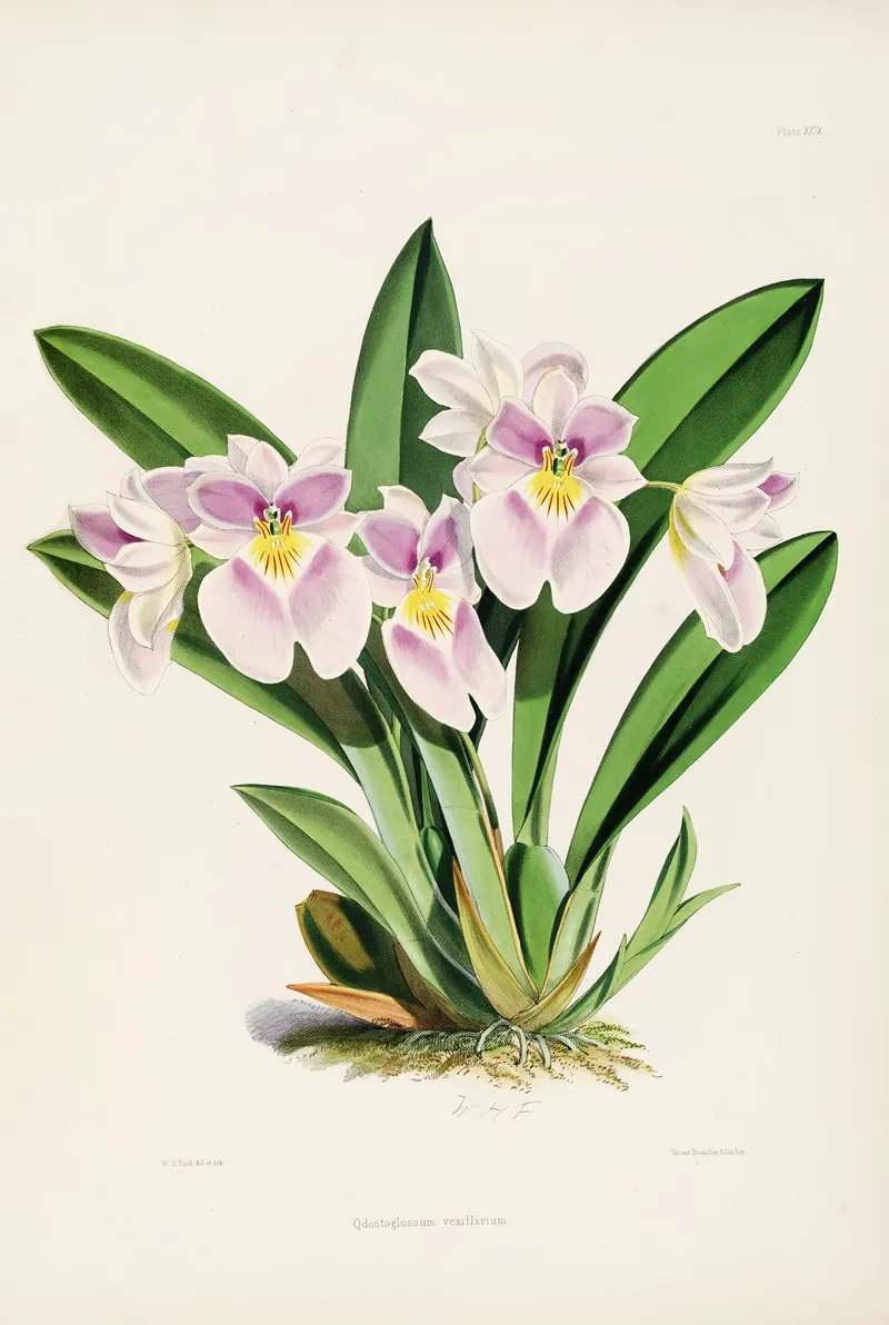 A Monograph Of Odontoglossum Pl 28 Wall Art by James Bateman - High-Resolution Digital Print
