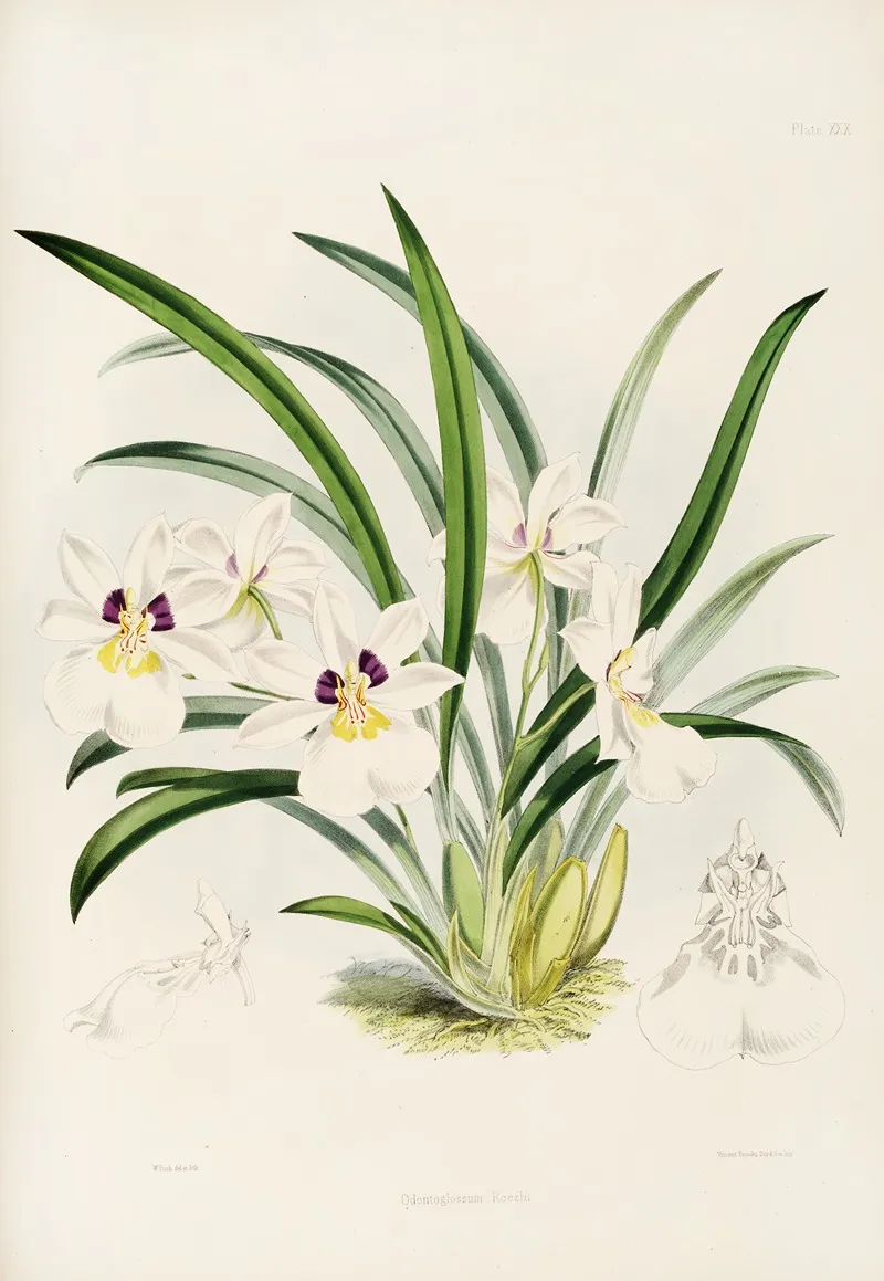 A Monograph Of Odontoglossum Pl 29 Wall Art by James Bateman - High-Resolution Digital Print