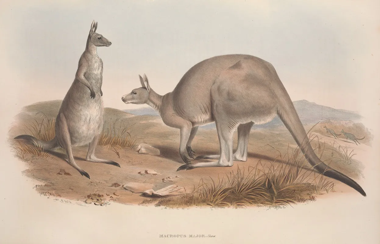 A Monograph Of The Macropodidae Or Family Of Kangaroos Pl 01 Wall Art by John Gould - High-Resolution Digital Print