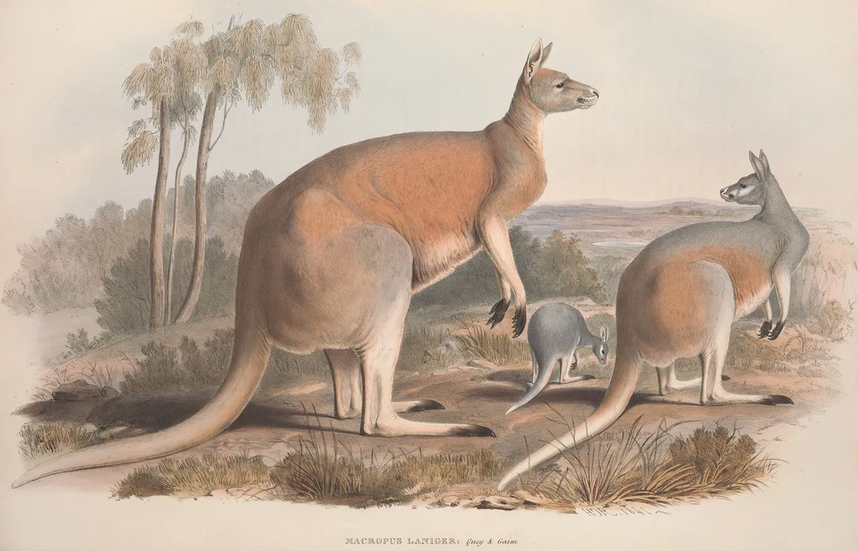 A Monograph Of The Macropodidae Or Family Of Kangaroos Pl 02 Wall Art by John Gould - High-Resolution Digital Print