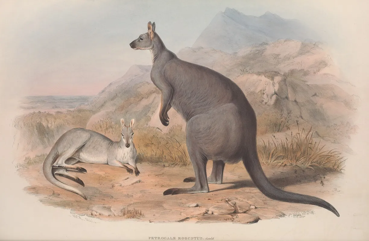 A Monograph Of The Macropodidae Or Family Of Kangaroos Pl 05 Wall Art by John Gould - High-Resolution Digital Print