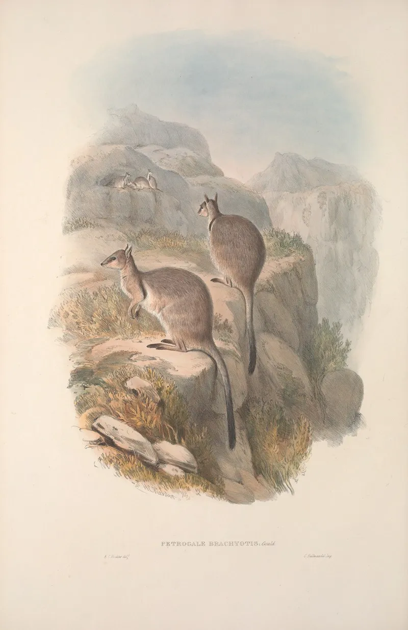 A Monograph Of The Macropodidae Or Family Of Kangaroos Pl 06 Wall Art by John Gould - High-Resolution Digital Print
