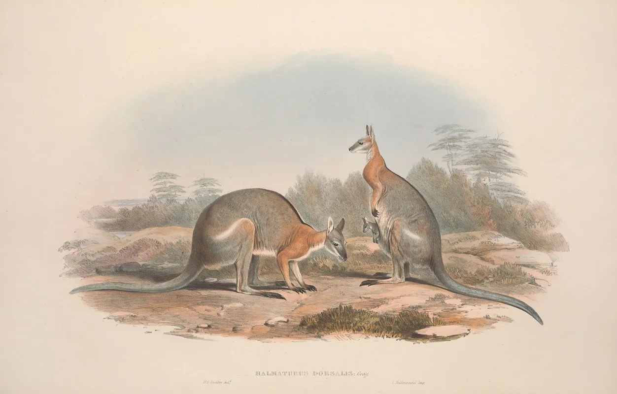 A Monograph Of The Macropodidae Or Family Of Kangaroos Pl 08 Wall Art by John Gould - High-Resolution Digital Print
