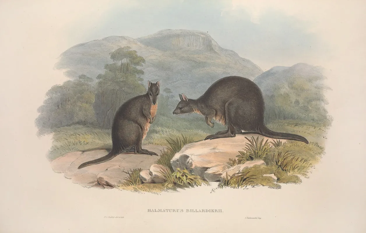 A Monograph Of The Macropodidae Or Family Of Kangaroos Pl 10 Wall Art by John Gould - High-Resolution Digital Print