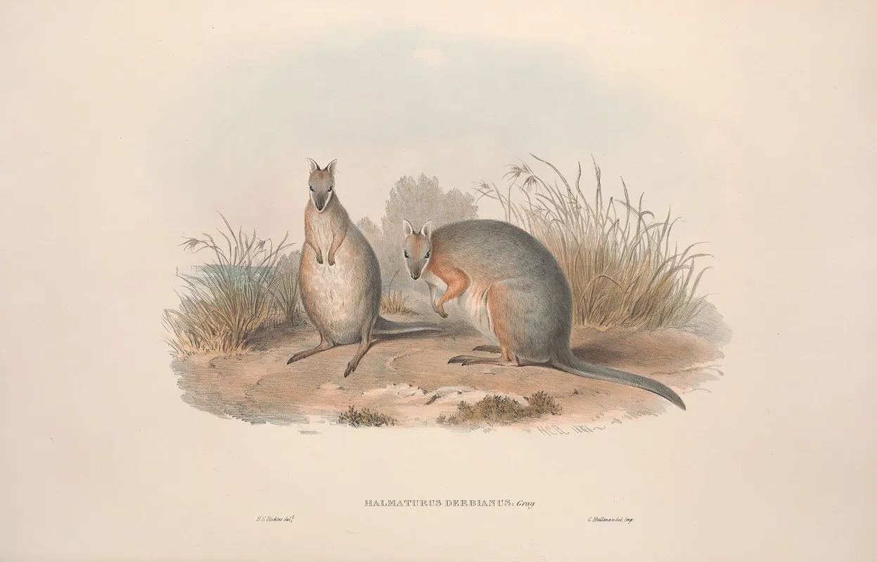 A Monograph Of The Macropodidae Or Family Of Kangaroos Pl 11 Wall Art by John Gould - High-Resolution Digital Print