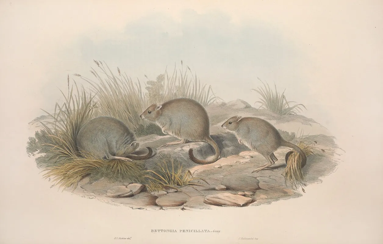 A Monograph Of The Macropodidae Or Family Of Kangaroos Pl 14 Wall Art by John Gould - High-Resolution Digital Print