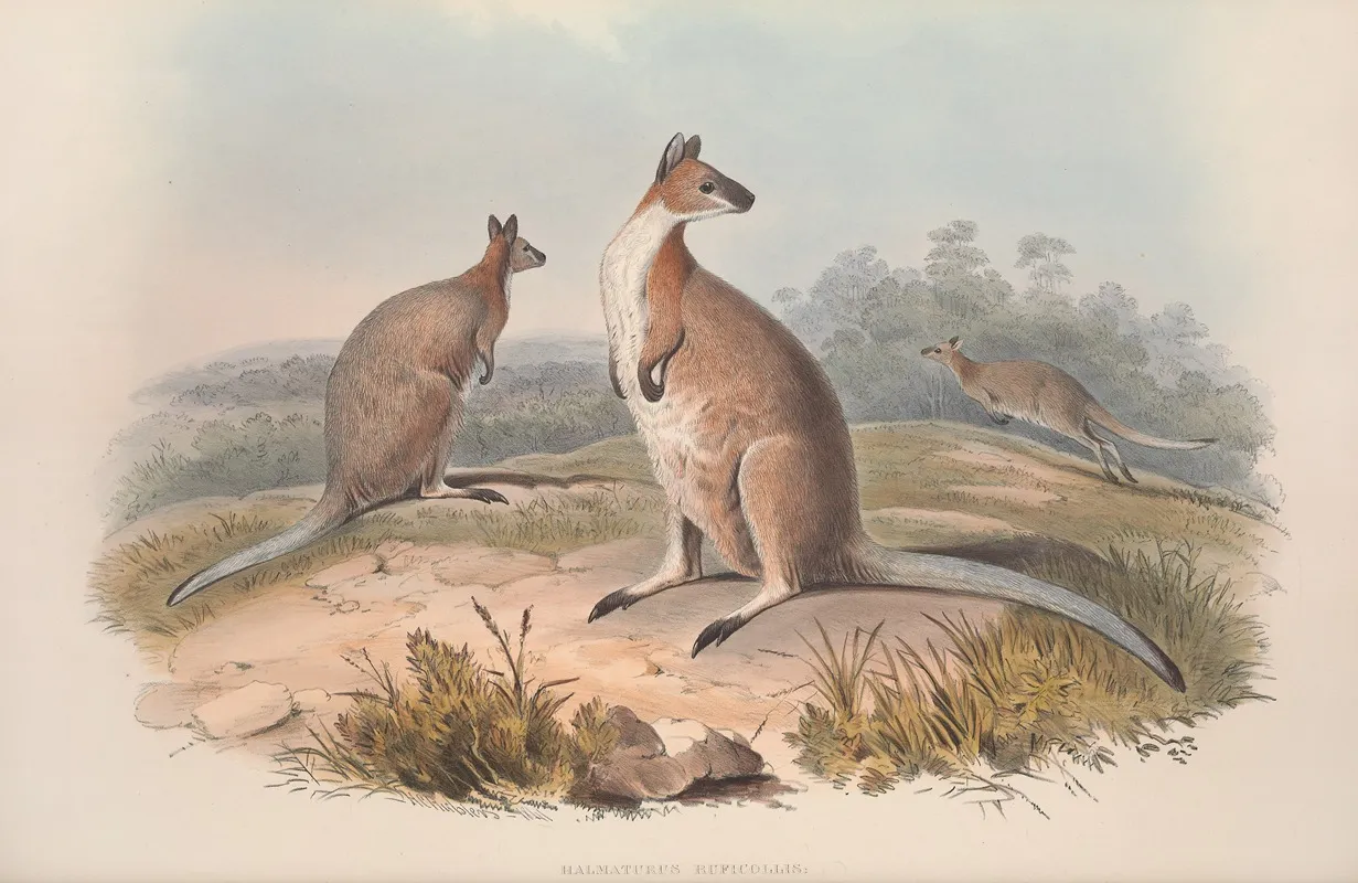 A Monograph Of The Macropodidae Or Family Of Kangaroos Pl 17 Wall Art by John Gould - High-Resolution Digital Print