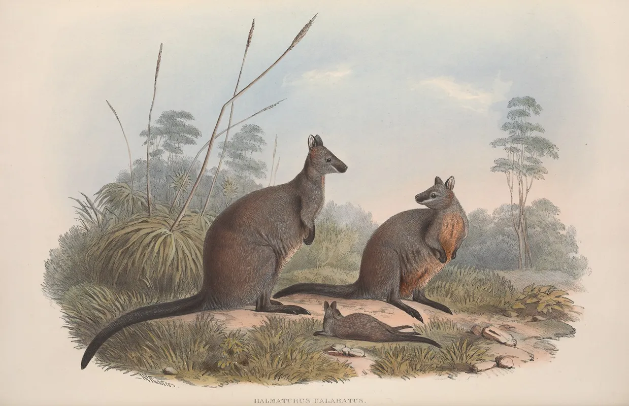A Monograph Of The Macropodidae Or Family Of Kangaroos Pl 18 Wall Art by John Gould - High-Resolution Digital Print