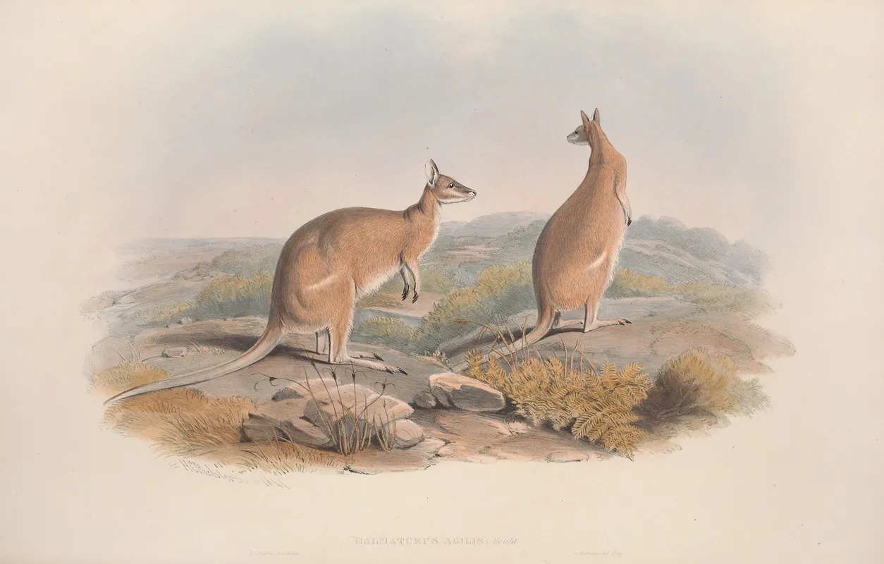 A Monograph Of The Macropodidae Or Family Of Kangaroos Pl 20 Wall Art by John Gould - High-Resolution Digital Print