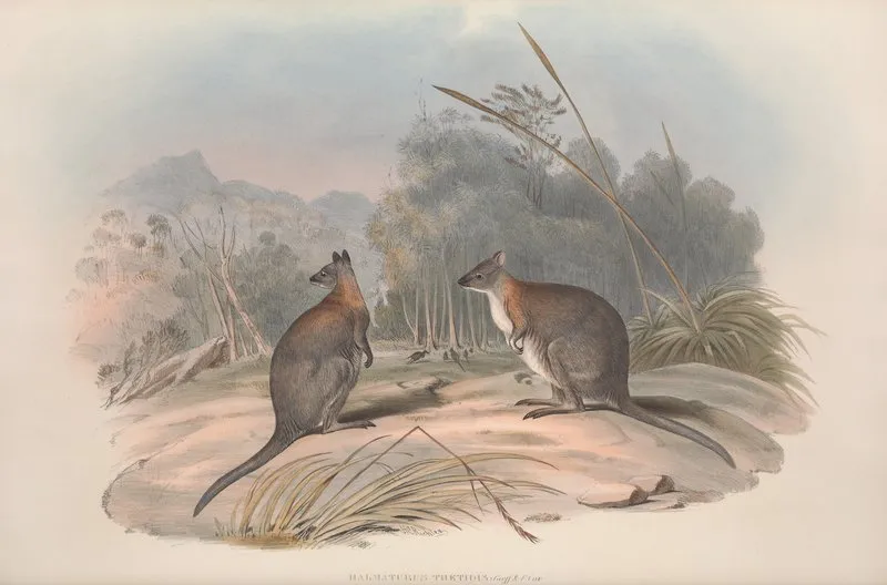 A Monograph Of The Macropodidae Or Family Of Kangaroos Pl 21 Wall Art by John Gould - High-Resolution Digital Print