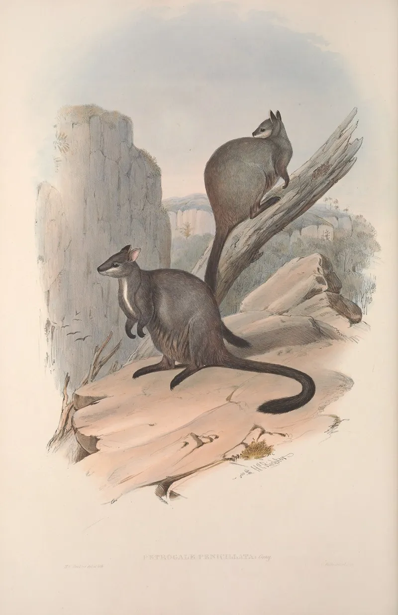 A Monograph Of The Macropodidae Or Family Of Kangaroos Pl 23 Wall Art by John Gould - High-Resolution Digital Print