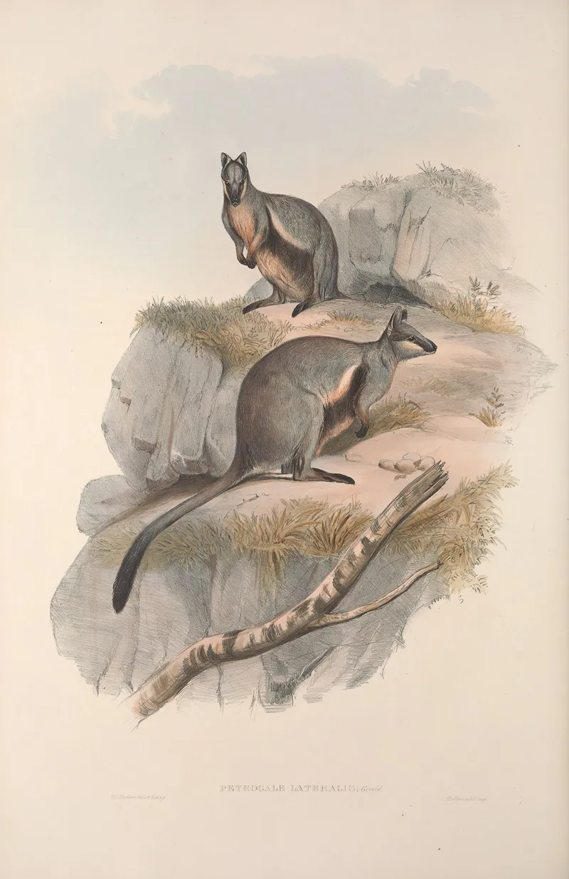 A Monograph Of The Macropodidae Or Family Of Kangaroos Pl 24 Wall Art by John Gould - High-Resolution Digital Print
