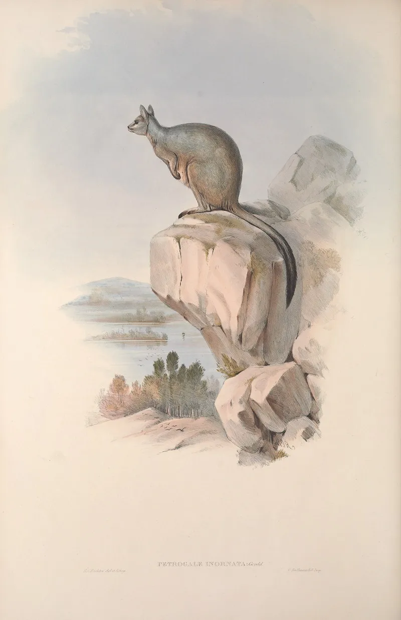 A Monograph Of The Macropodidae Or Family Of Kangaroos Pl 25 Wall Art by John Gould - High-Resolution Digital Print