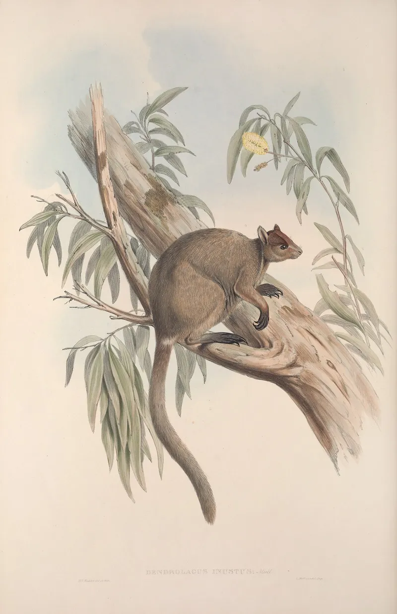 A Monograph Of The Macropodidae Or Family Of Kangaroos Pl 27 Wall Art by John Gould - High-Resolution Digital Print