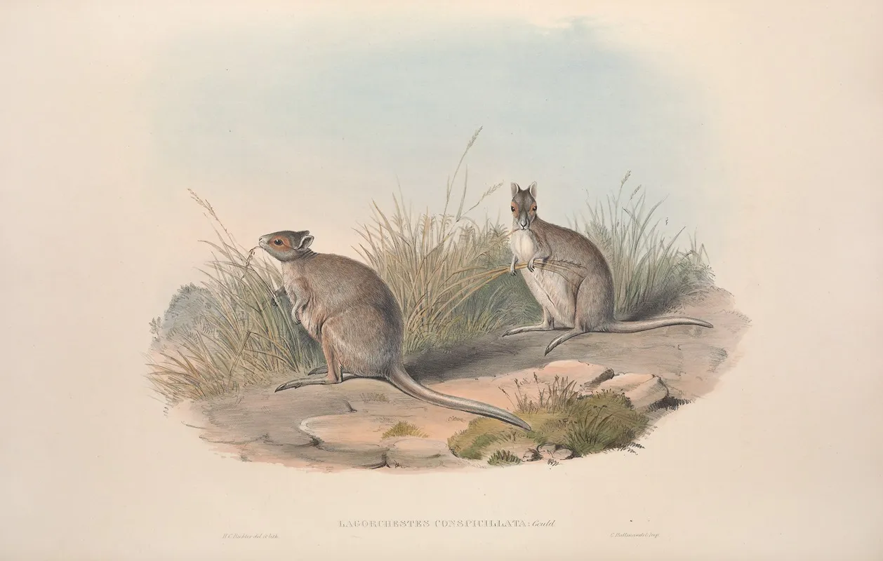 A Monograph Of The Macropodidae Or Family Of Kangaroos Pl 28 Wall Art by John Gould - High-Resolution Digital Print
