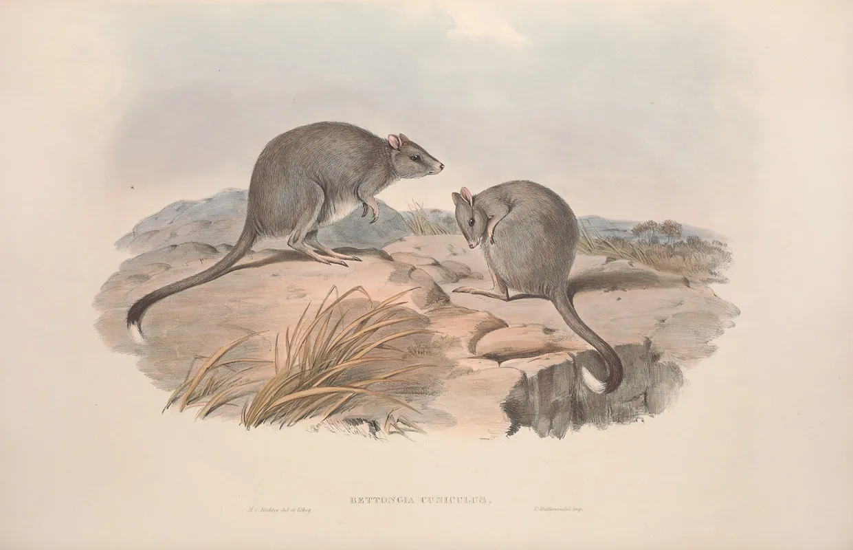 A Monograph Of The Macropodidae Or Family Of Kangaroos Pl 29 Wall Art by John Gould - High-Resolution Digital Print