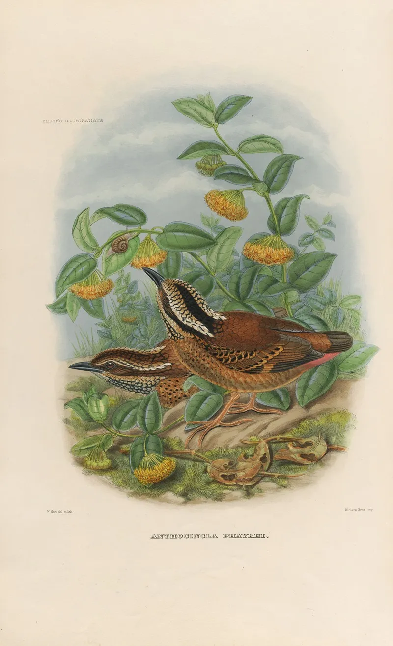 A Monograph Of The Pittidae Or Family Of Ant Thrushes Pl 01 Wall Art by Daniel Giraud Elliot - High-Resolution Digital Print