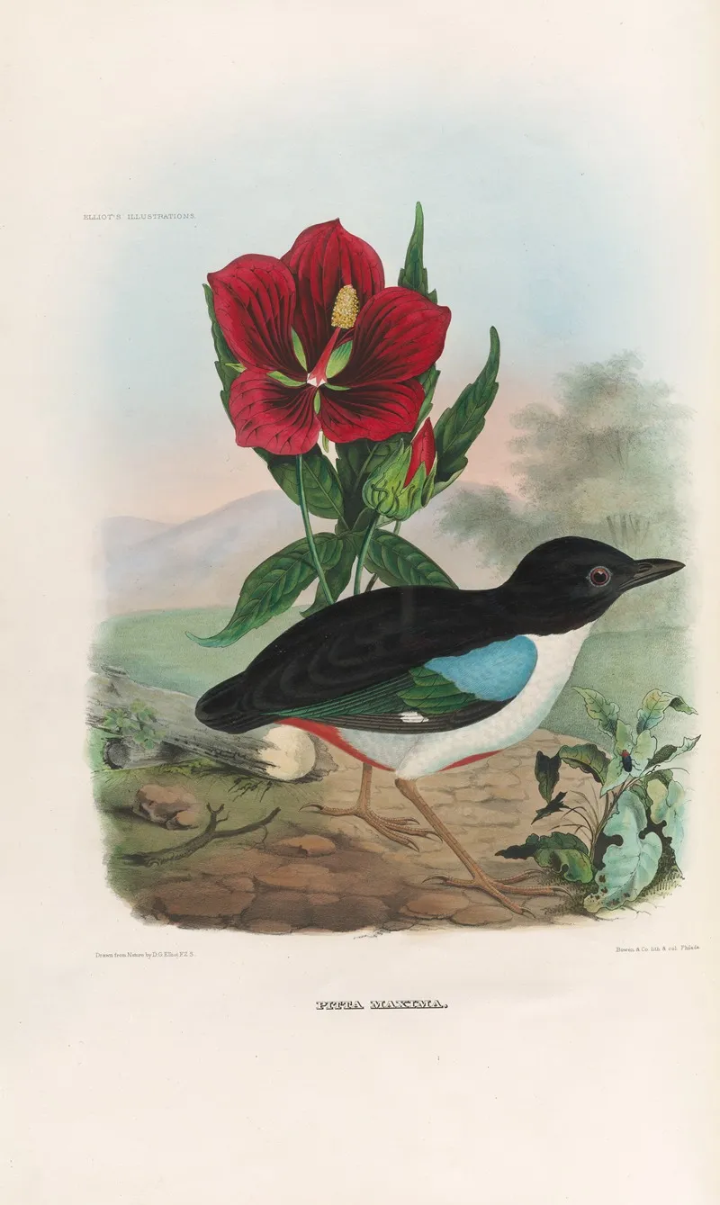 A Monograph Of The Pittidae Or Family Of Ant Thrushes Pl 02 Wall Art by Daniel Giraud Elliot - High-Resolution Digital Print